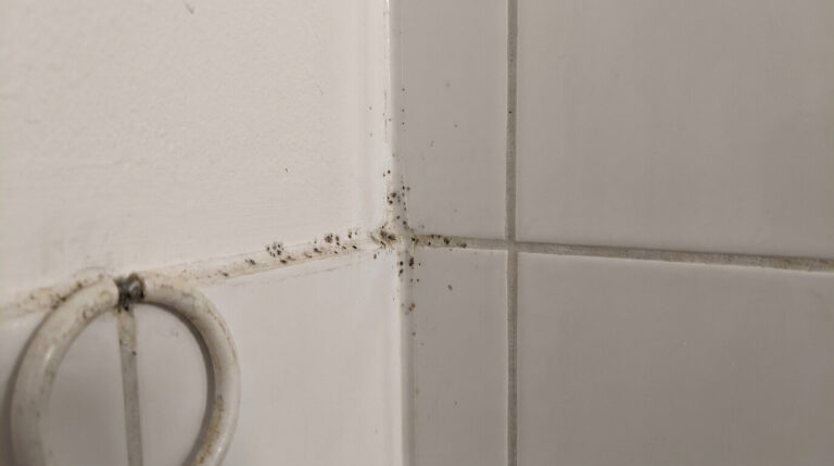 Kleine Schimmelflecken an Fliesenfugen im Badezimmer als typisches Warnsignal